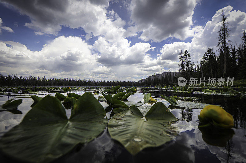 有Lilly Pads的High Uintas Lake